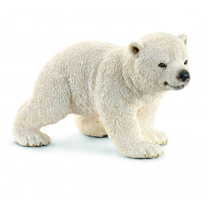 Cucciolo di orso polare che cammina